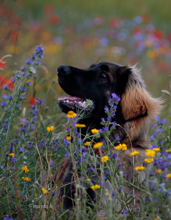 Boudicca am Sandbergweg Juni 2024